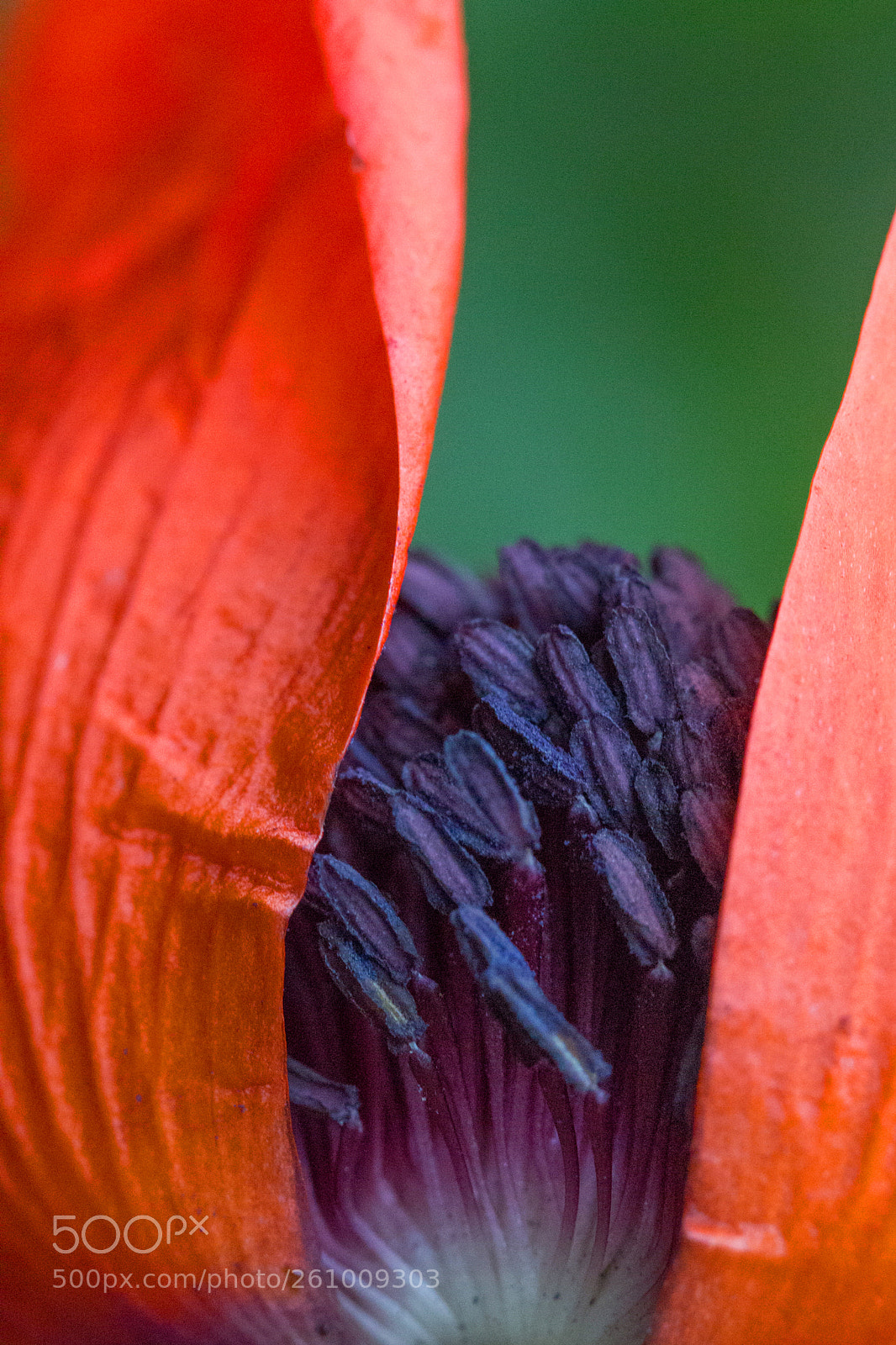Canon EOS 700D (EOS Rebel T5i / EOS Kiss X7i) sample photo. Lever de rideau curtain photography