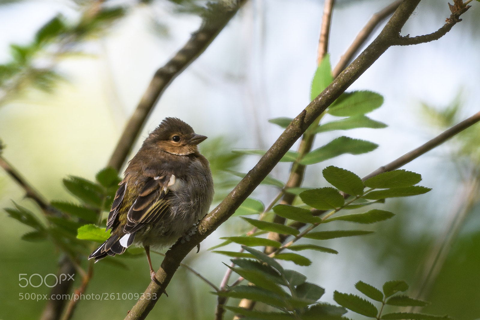 Nikon D500 sample photo. A young common chaffinch photography