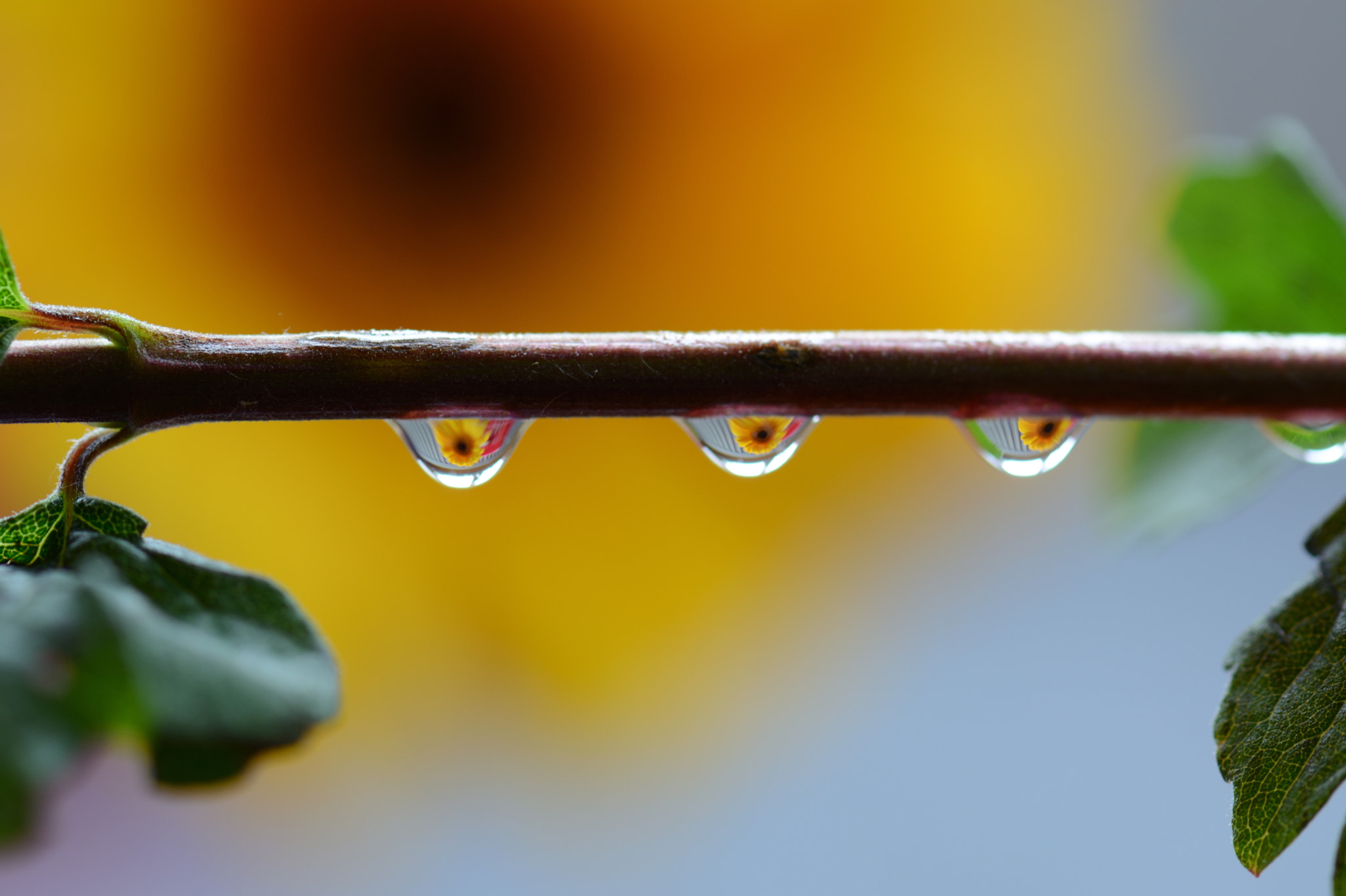 Nikon AF-S Micro-Nikkor 105mm F2.8G IF-ED VR sample photo. Trio photography