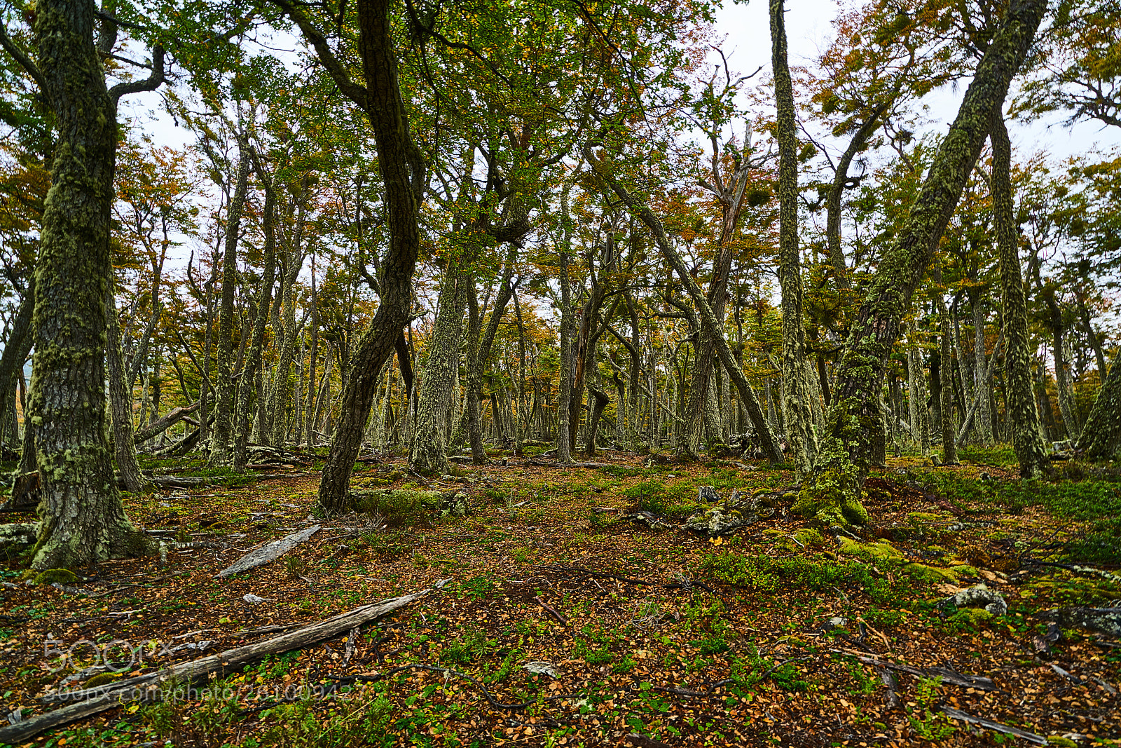 Sony a7R II sample photo. Broken trees and broken photography