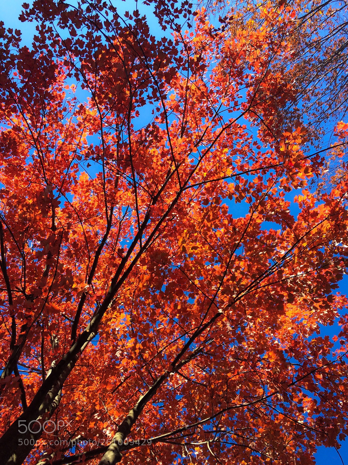 Apple iPhone 5s sample photo. Bloody tree photography