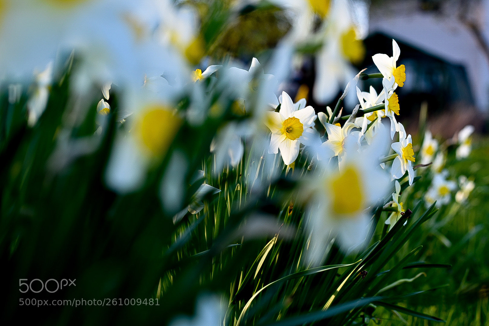 Nikon D5600 sample photo. Flowers photography