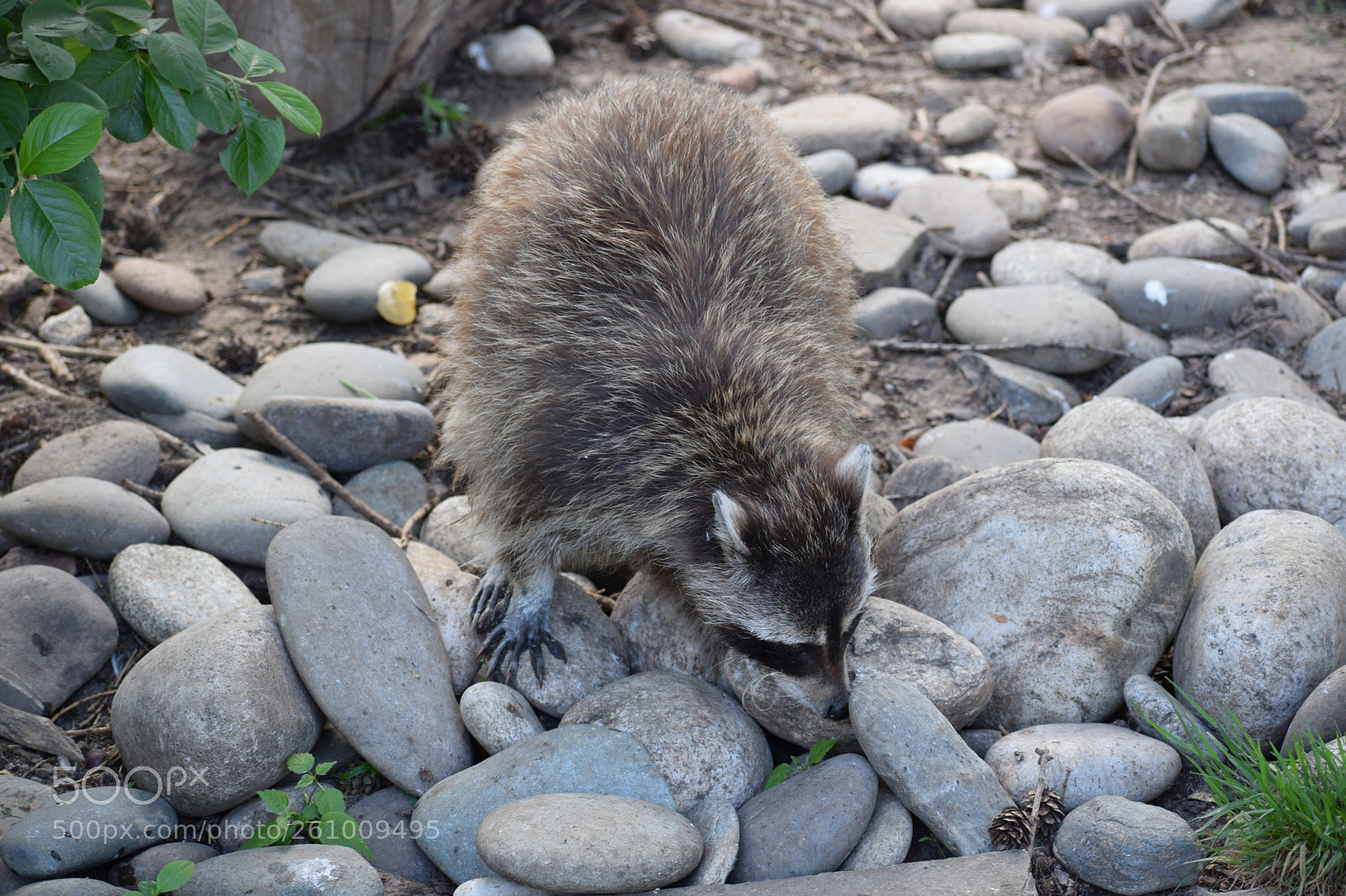Nikon D5300 sample photo. Racoon photography