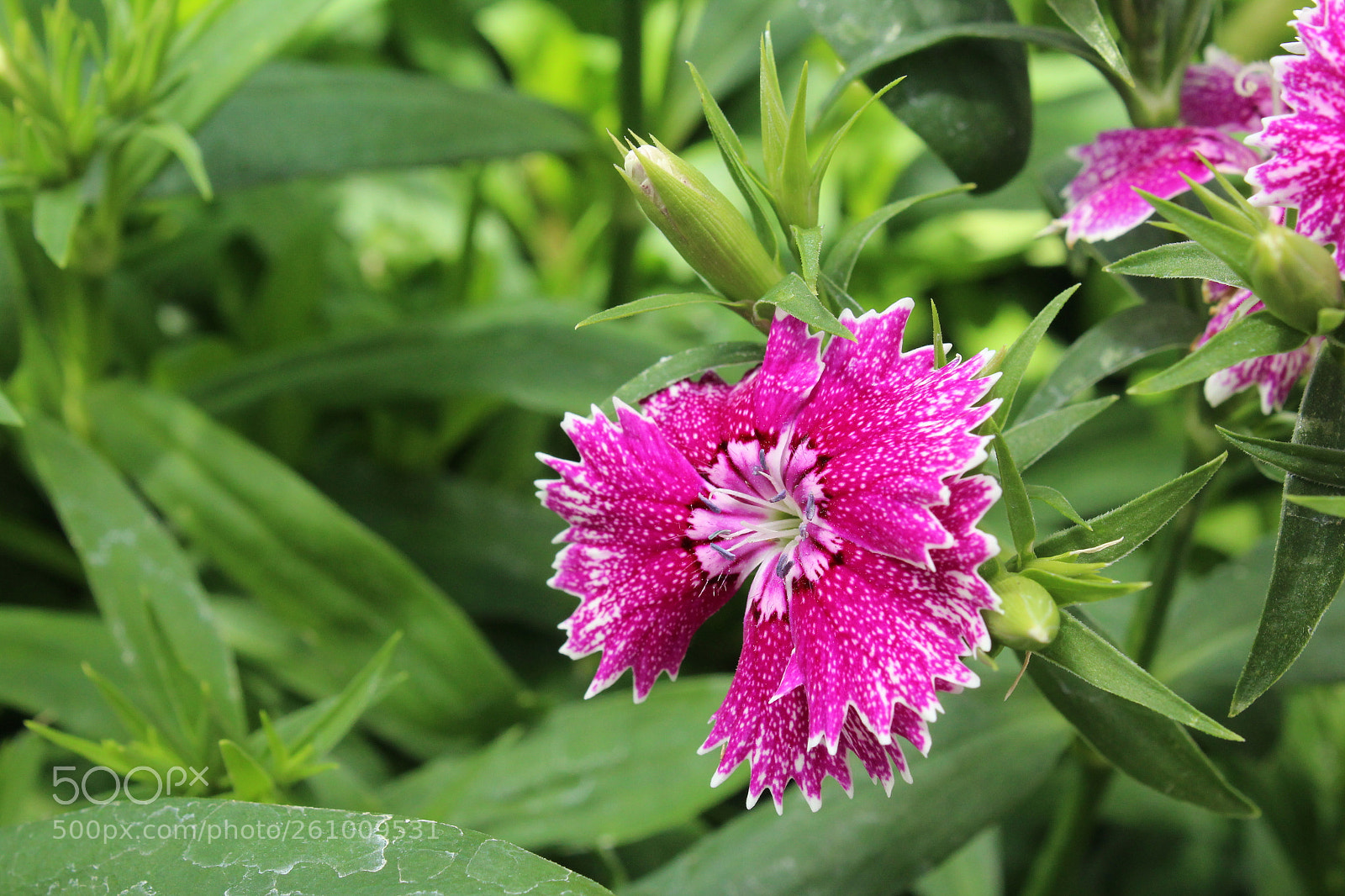 Canon EOS 1200D (EOS Rebel T5 / EOS Kiss X70 / EOS Hi) sample photo. Speckled photography