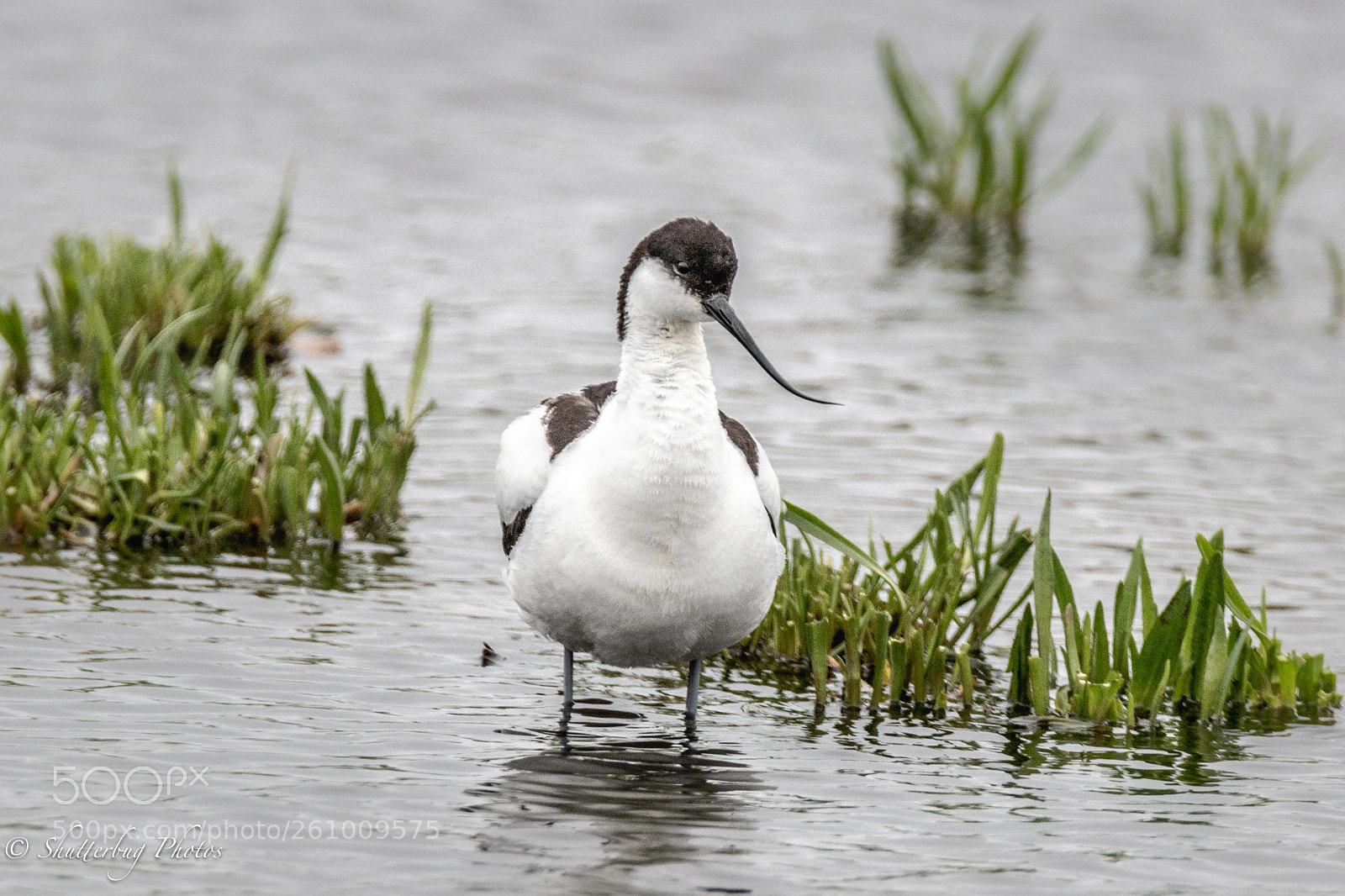 Canon EOS 80D sample photo. Avocet photography