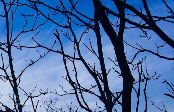 Apple iPhone 5s sample photo. Branches photography