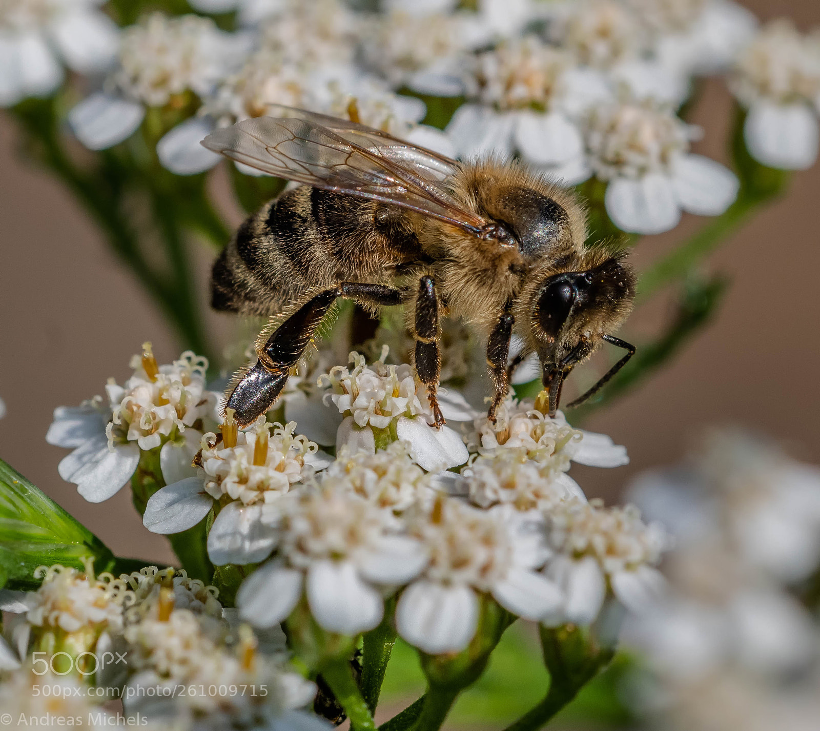 Nikon D850 sample photo. Bee photography