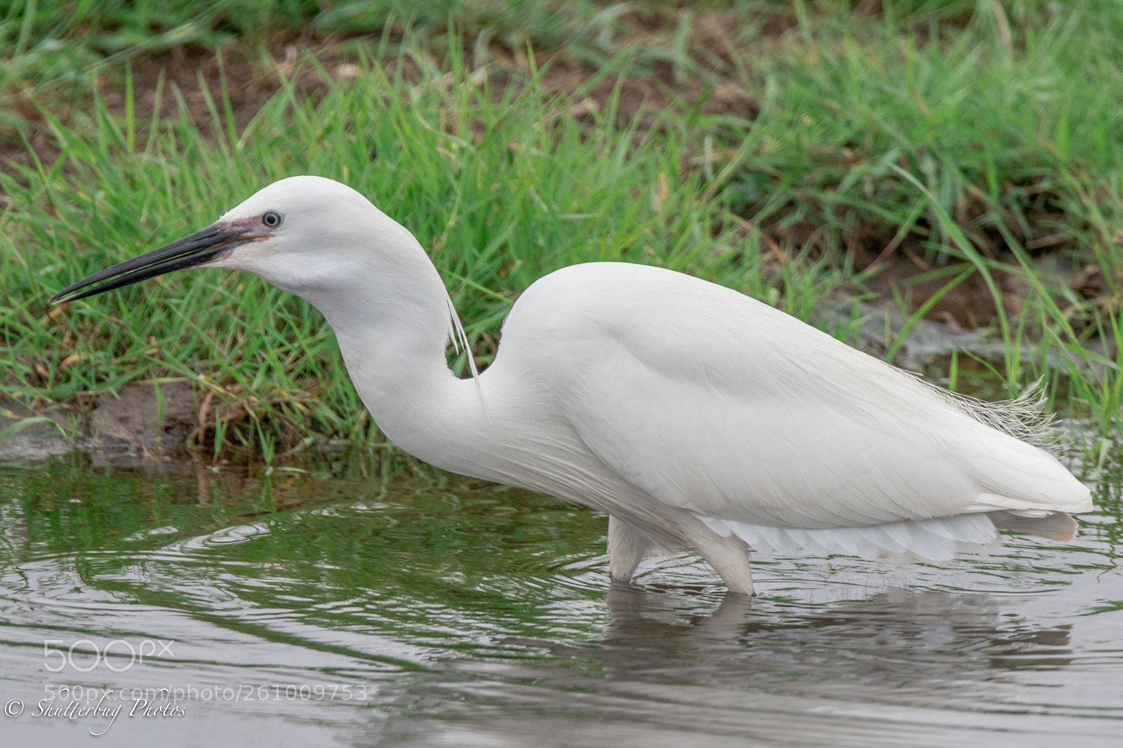 Canon EOS 80D sample photo. Little egret photography