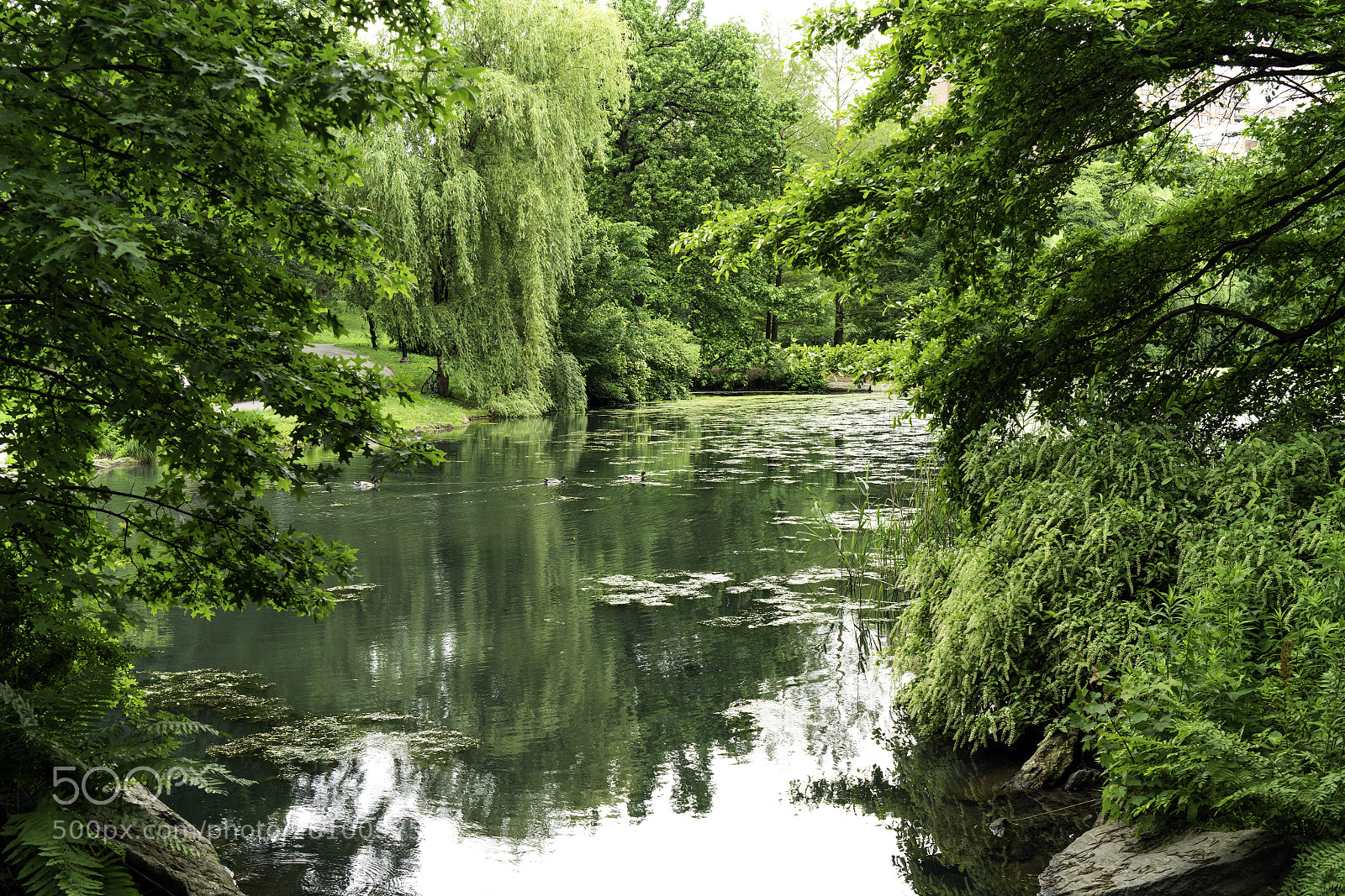 Sony a7R II sample photo. Lush life photography
