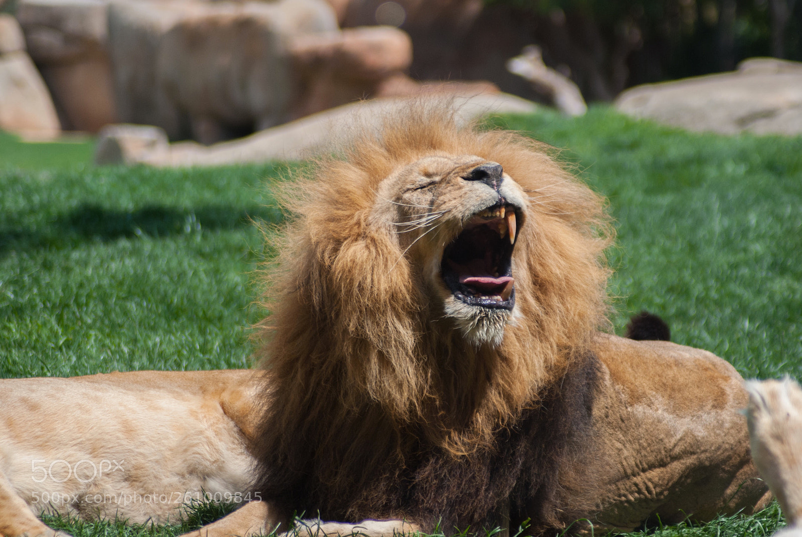 Nikon D60 sample photo. Old metro goldwyn mayer  photography