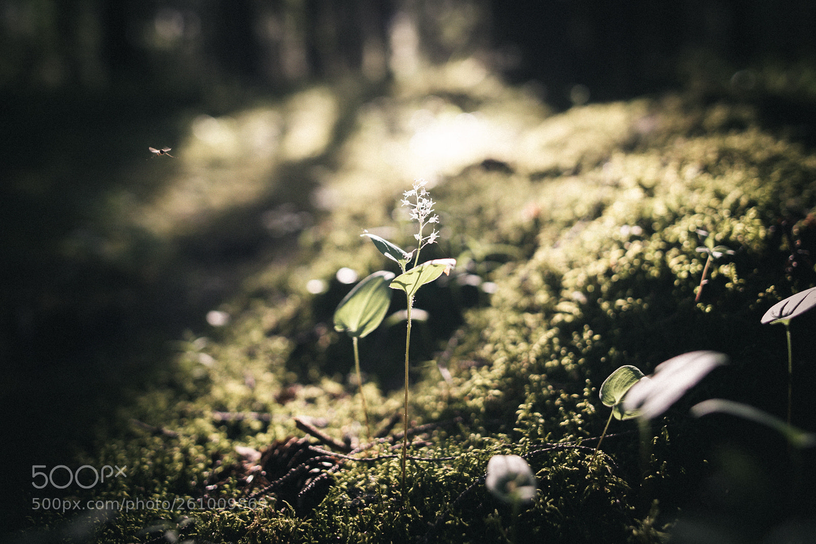 Canon EOS 5D Mark IV sample photo. Damn mosquitoes photography