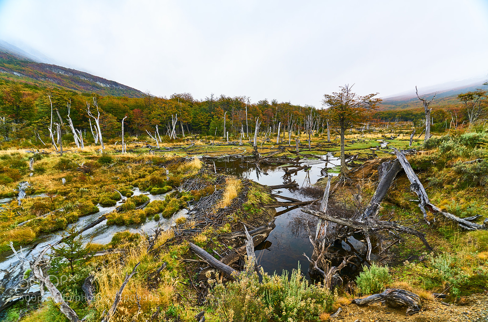 Sony a7R II sample photo. Broken trees and broken photography
