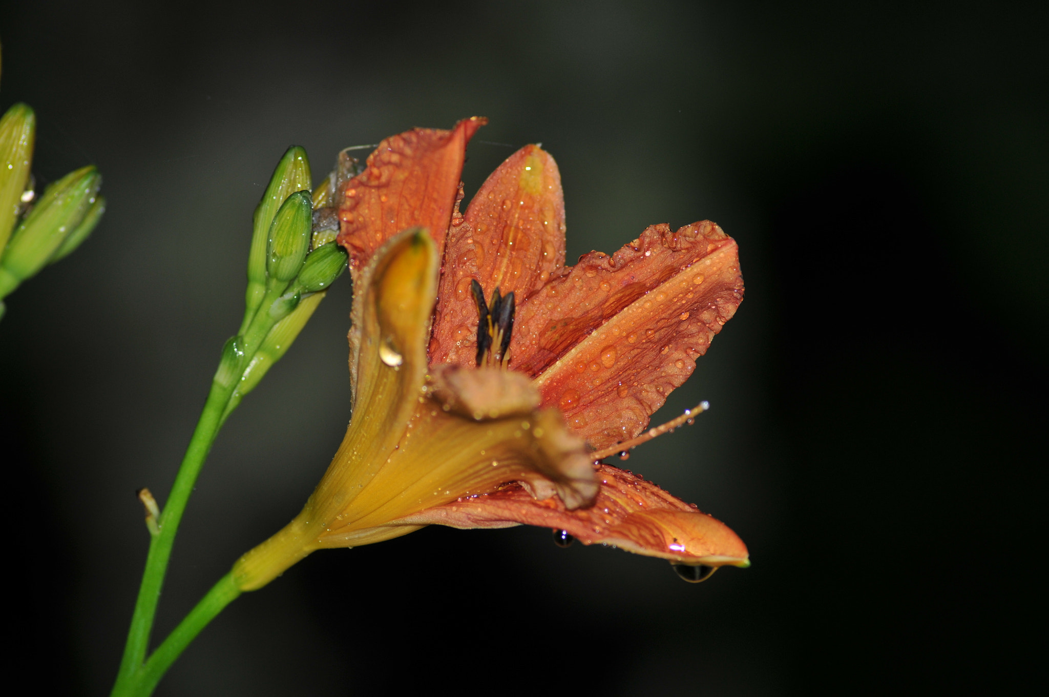 Nikon D300 + AF Nikkor 180mm f/2.8 IF-ED sample photo. Dsc photography