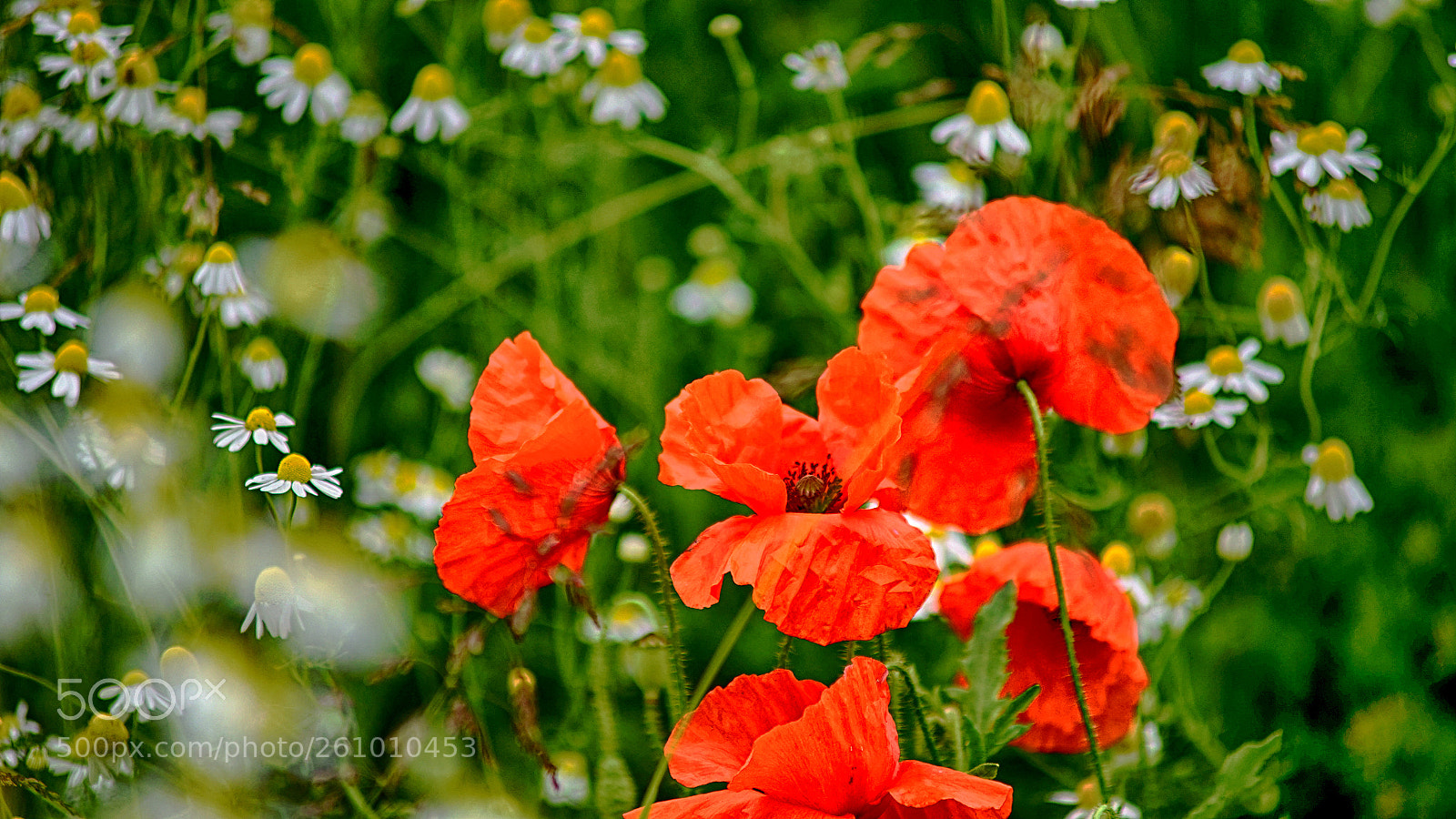 Sony a7 II sample photo. Papavers photography