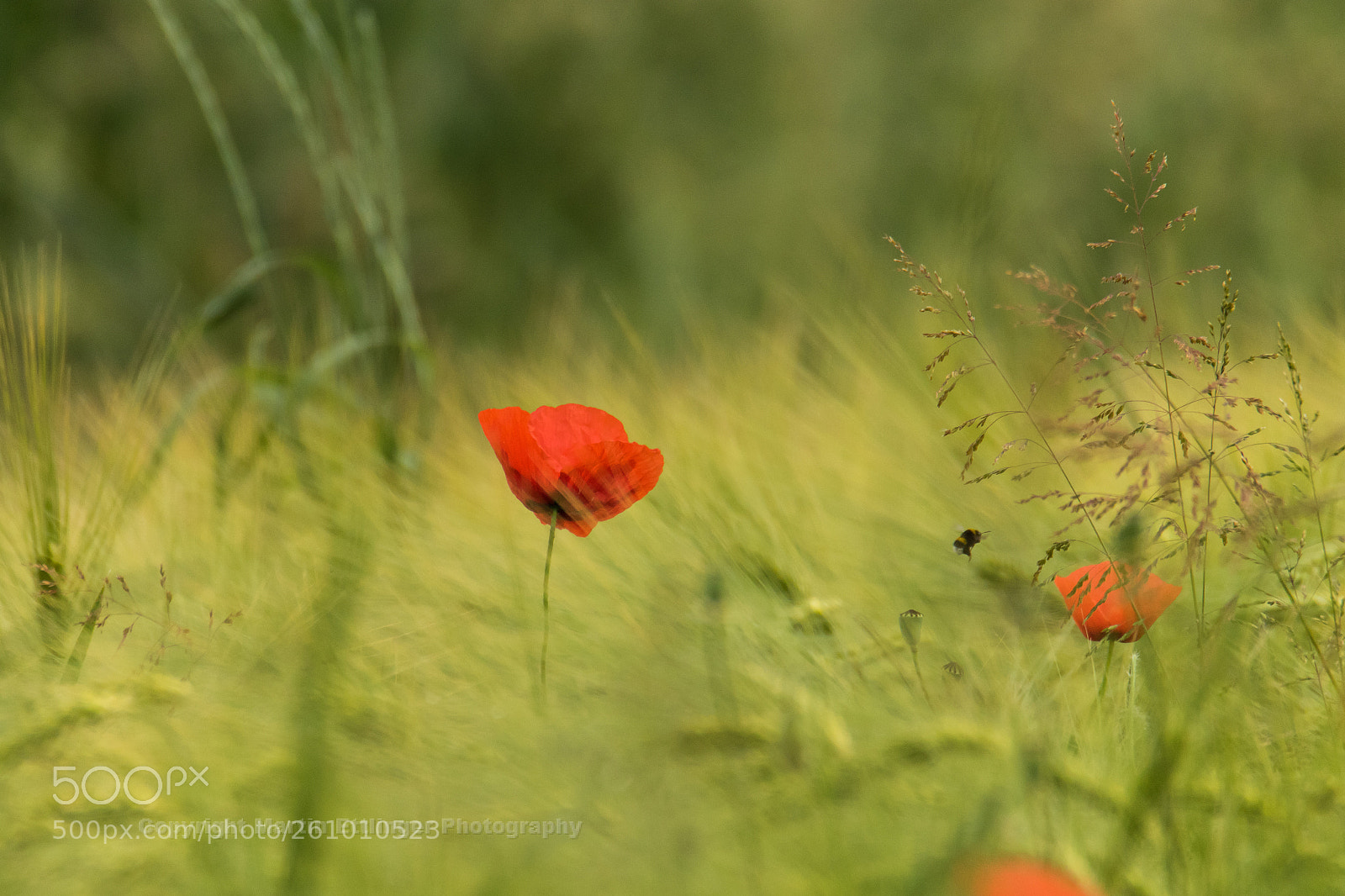 Canon EOS 7D Mark II sample photo. Corn poppy papaver rhoeas photography