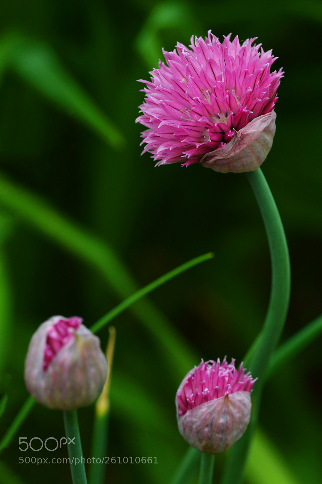 Nikon D3200 sample photo. Floral photography