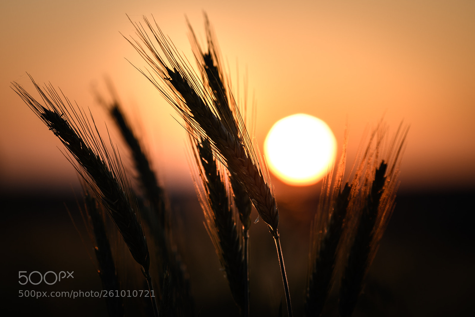 Nikon D850 sample photo. The goodnight hug photography