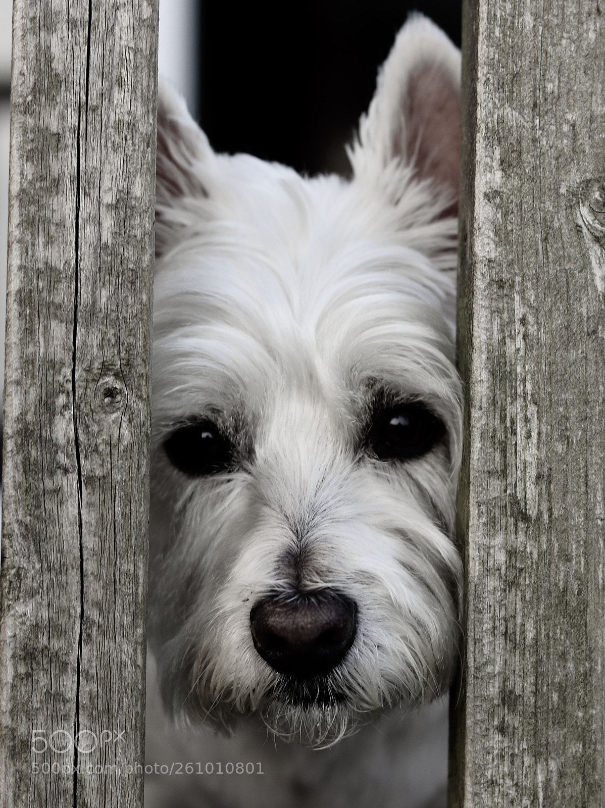 Canon EOS 77D (EOS 9000D / EOS 770D) sample photo. Terrier grrrrrrrr photography