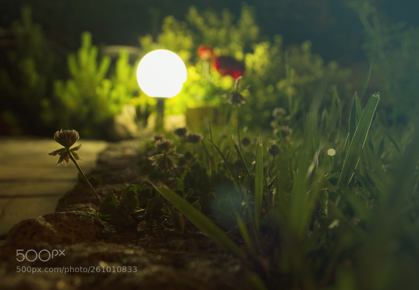 Nikon D3100 sample photo. Luminous grass photography