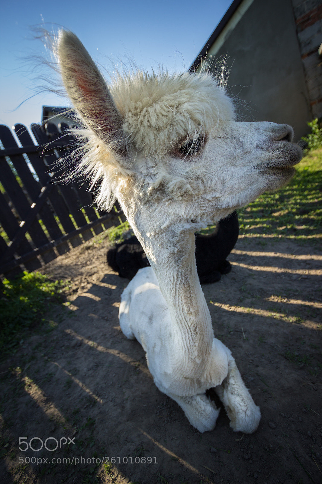 Canon EOS 600D (Rebel EOS T3i / EOS Kiss X5) sample photo. Lama photography