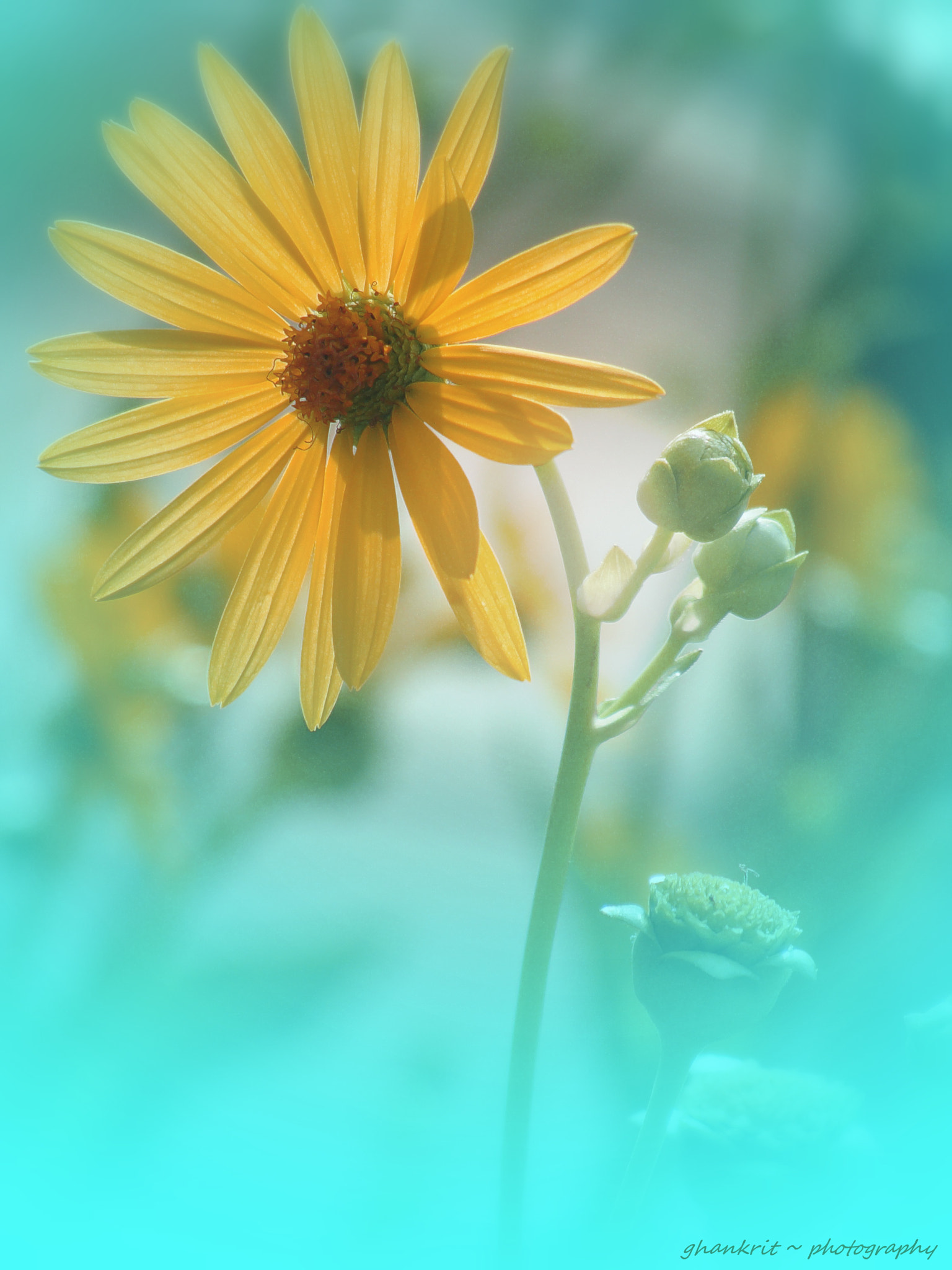 Sony Cyber-shot DSC-H10 sample photo. Existing.. photography