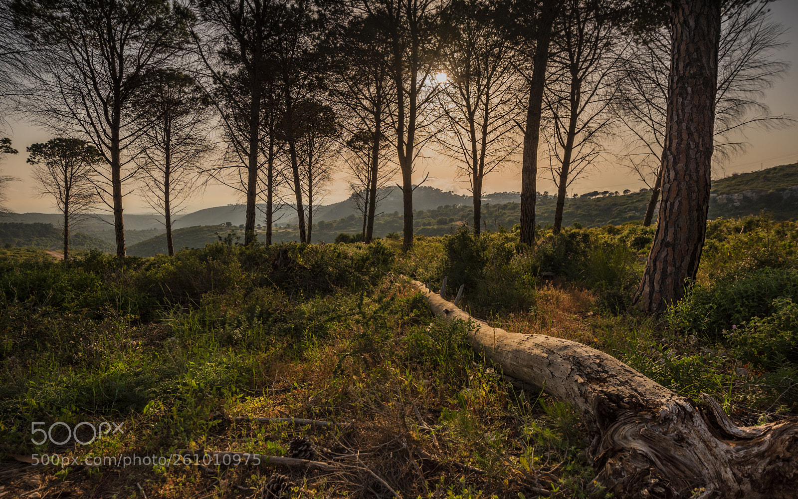 Nikon D750 sample photo. Shape of wood photography