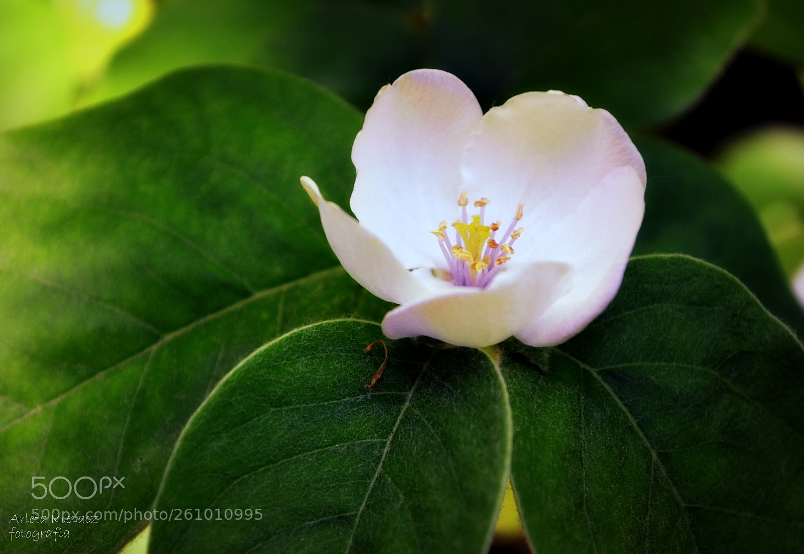 Nikon D3100 sample photo. Flowers photography