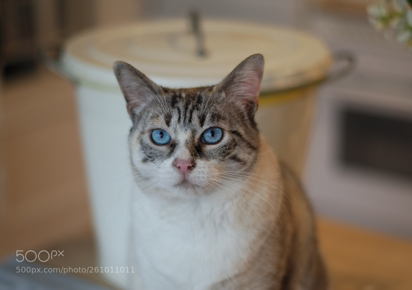 Pentax K-50 sample photo. Just another cat photography