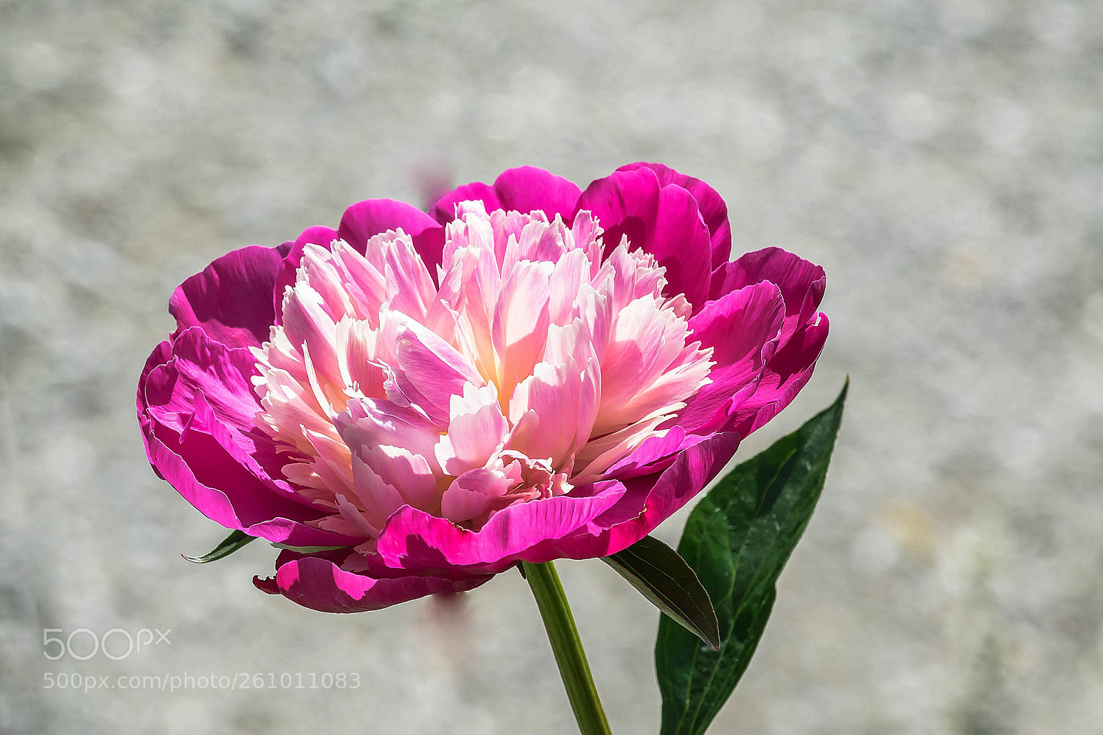 Sony Cyber-shot DSC-RX10 III sample photo. Peonie photography