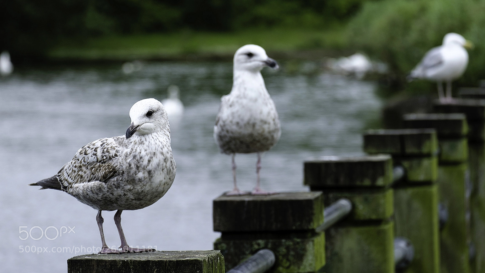 Fujifilm X-T2 sample photo. Disappearing bird trick photography