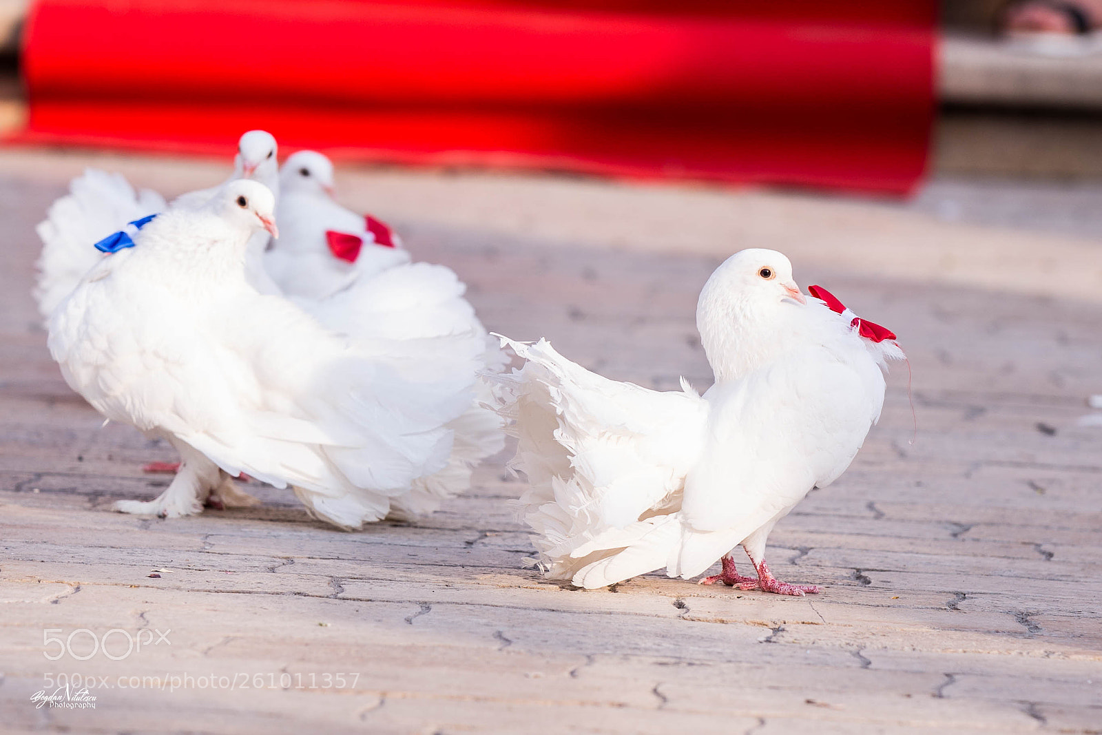Canon EOS 6D sample photo. Pigeon at the force photography