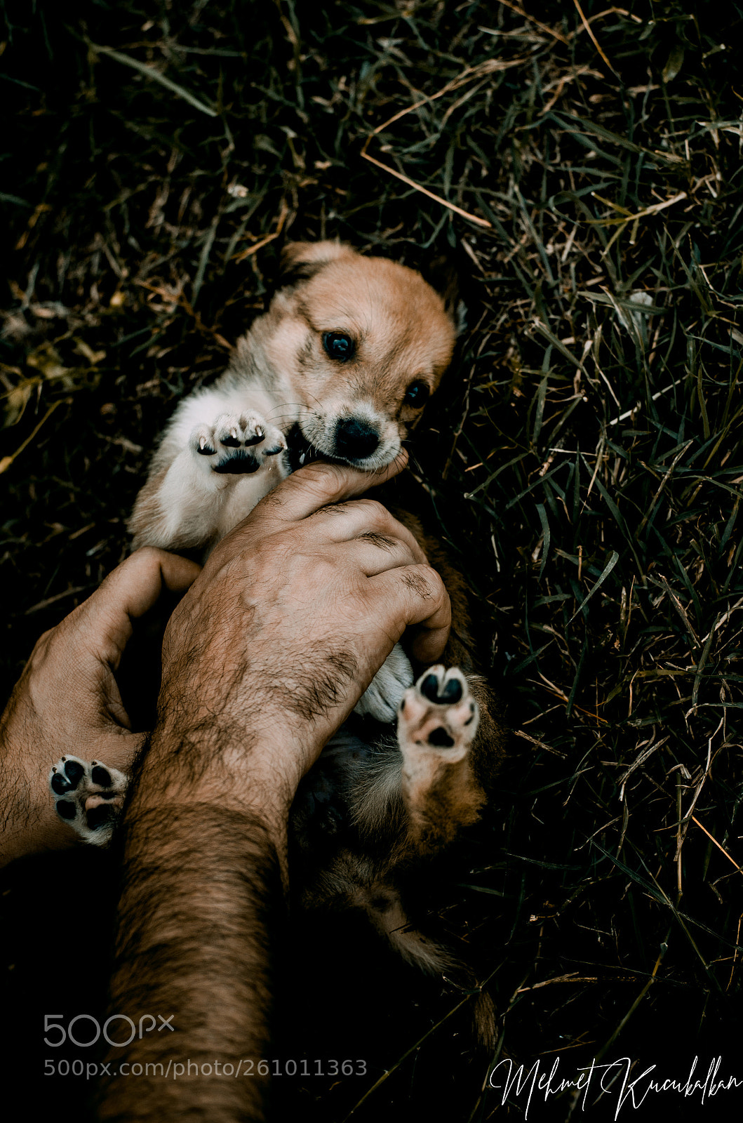 Nikon D5100 sample photo. Puppy photography