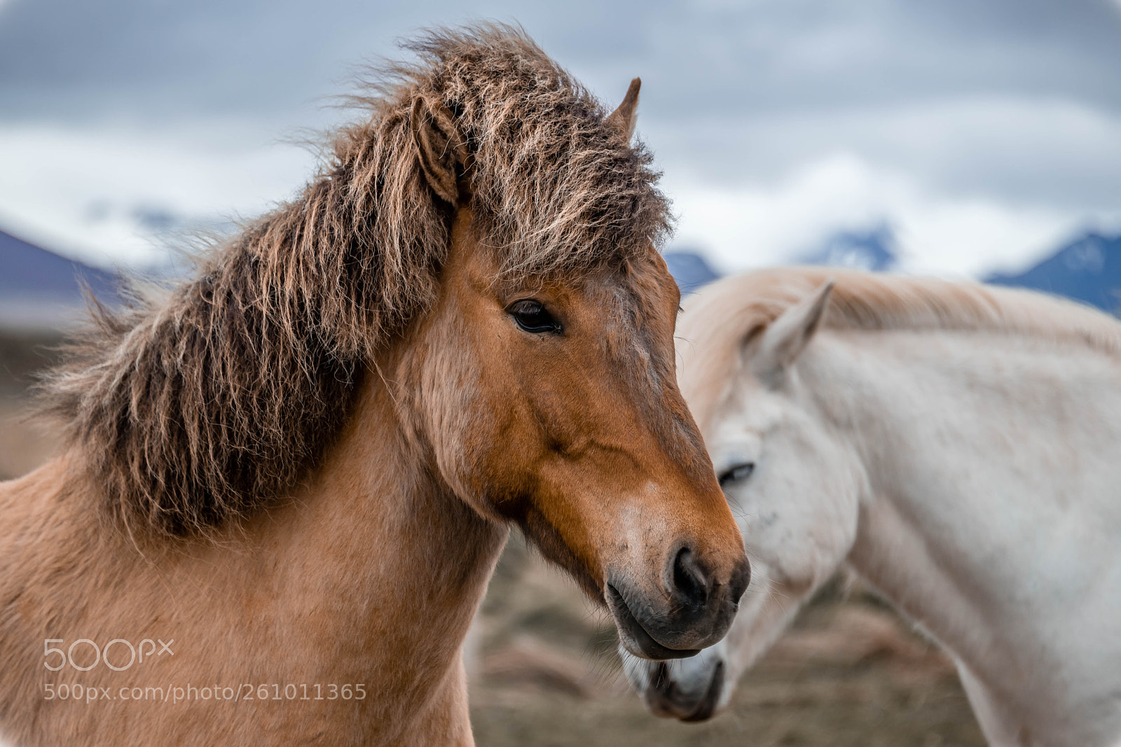 Nikon D850 sample photo. Icelandic horses photography