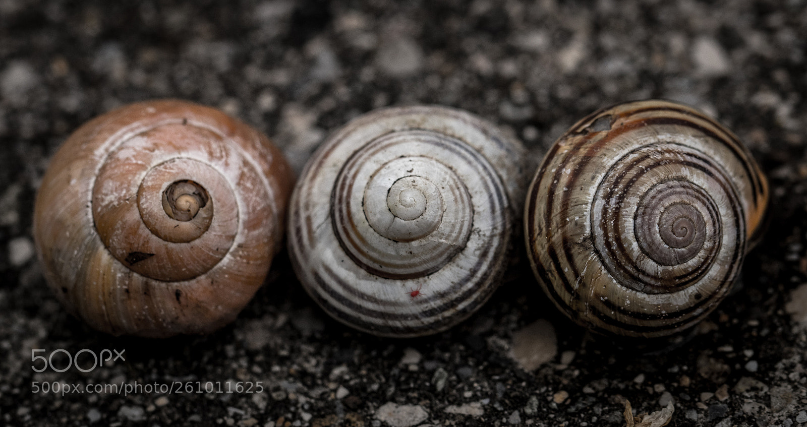 Canon EOS 77D (EOS 9000D / EOS 770D) sample photo. 3 in 1 photography