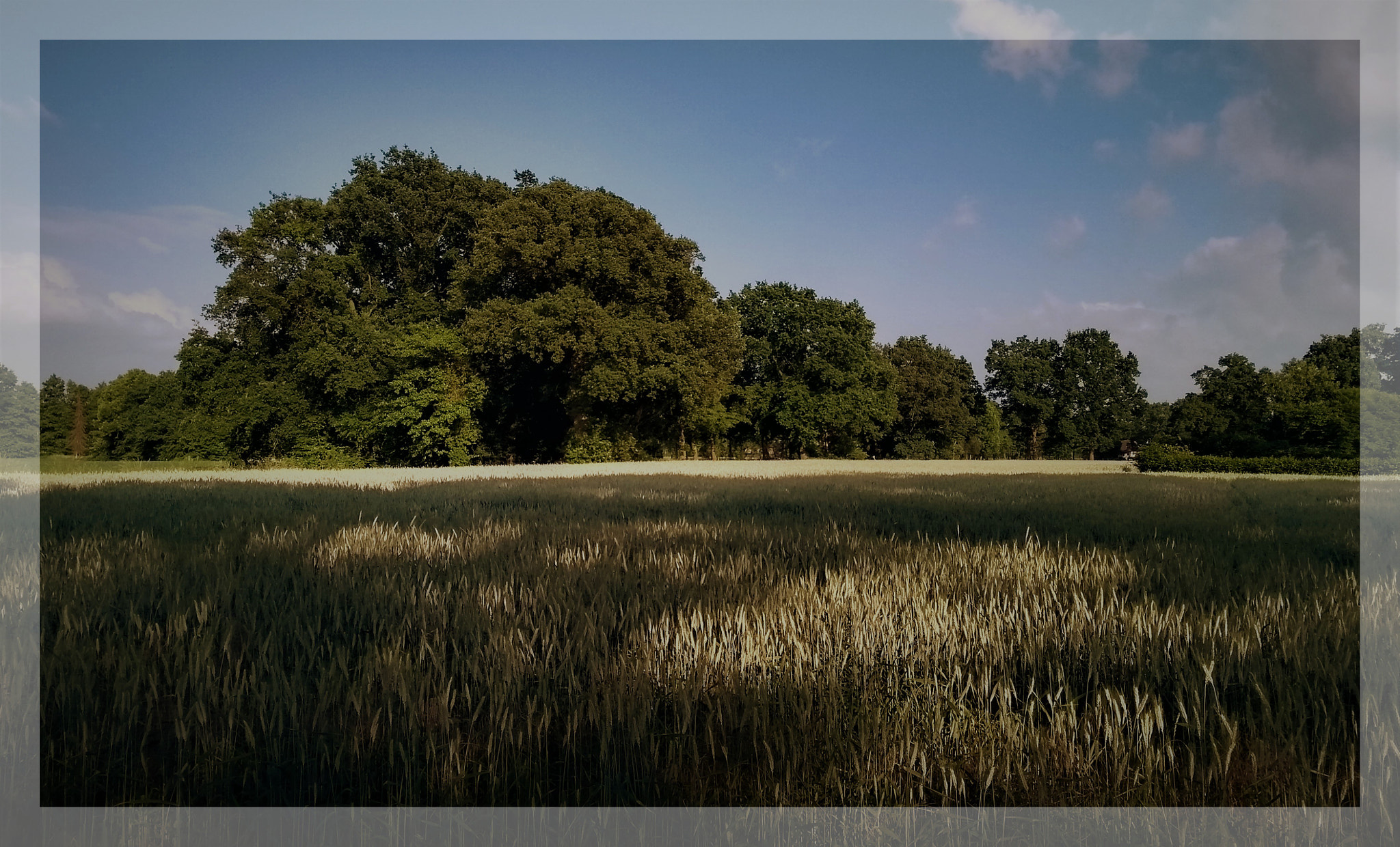 Motorola Moto G (5S) sample photo. Wheat field photography