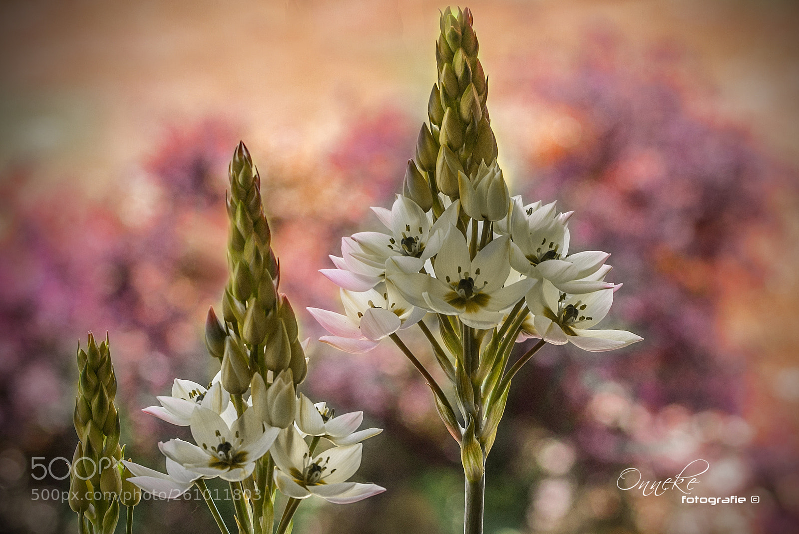Canon EOS 50D sample photo. Flowerpower photography