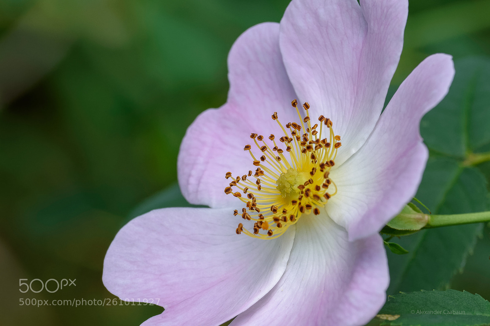 Nikon D5500 sample photo. Rose photography