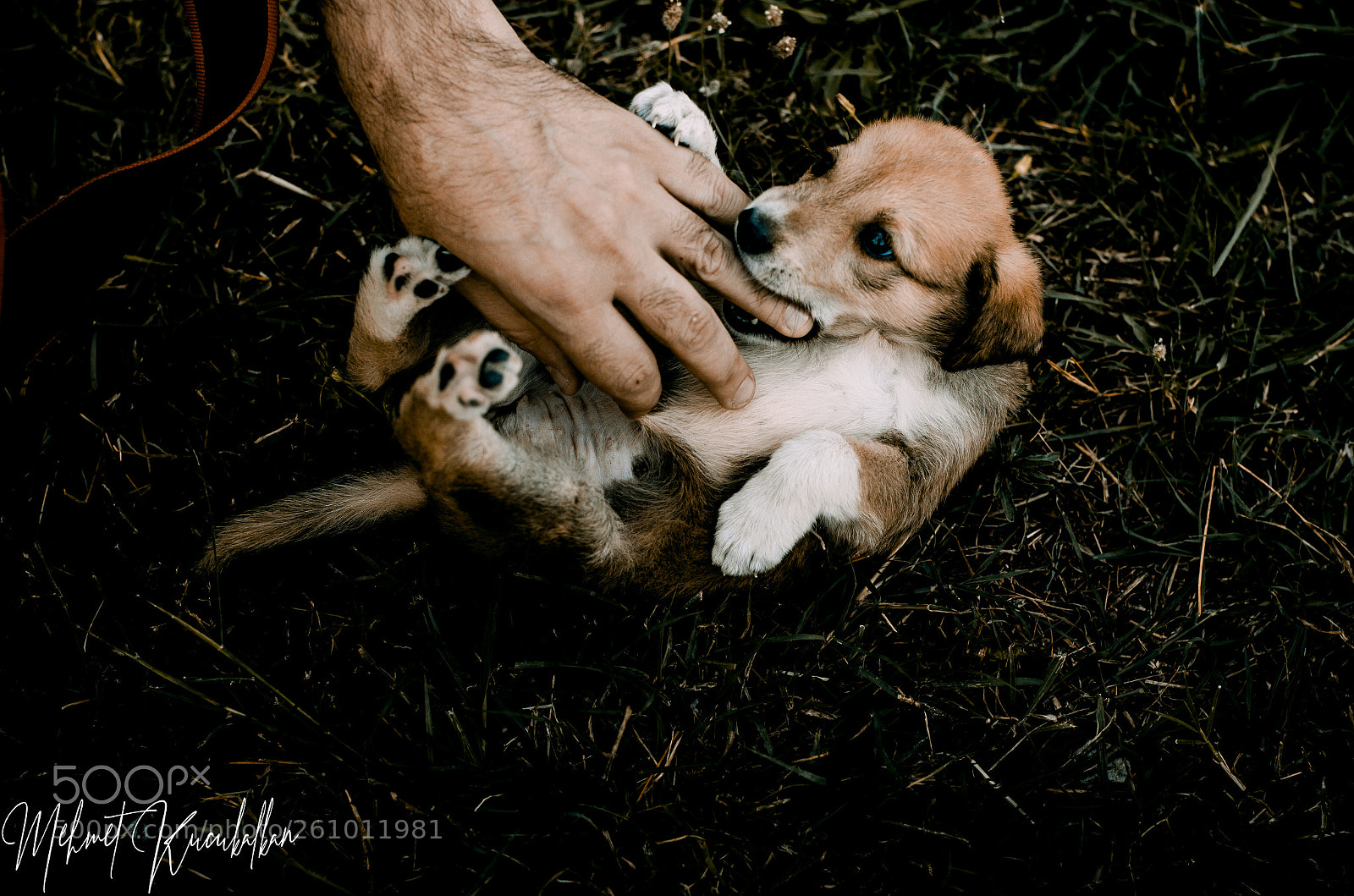 Nikon D5100 sample photo. Puppy photography