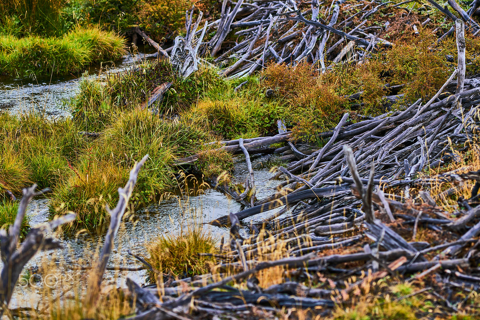 Sony a99 II sample photo. Broken trees and broken branches on the site of beaver dams in the tierra del fuego national... photography
