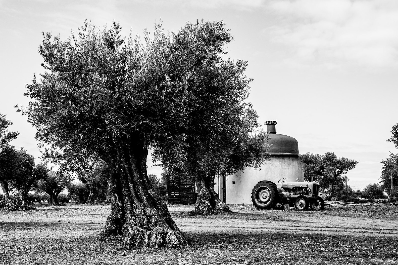Canon EOS 6D Mark II sample photo. The wineyard photography