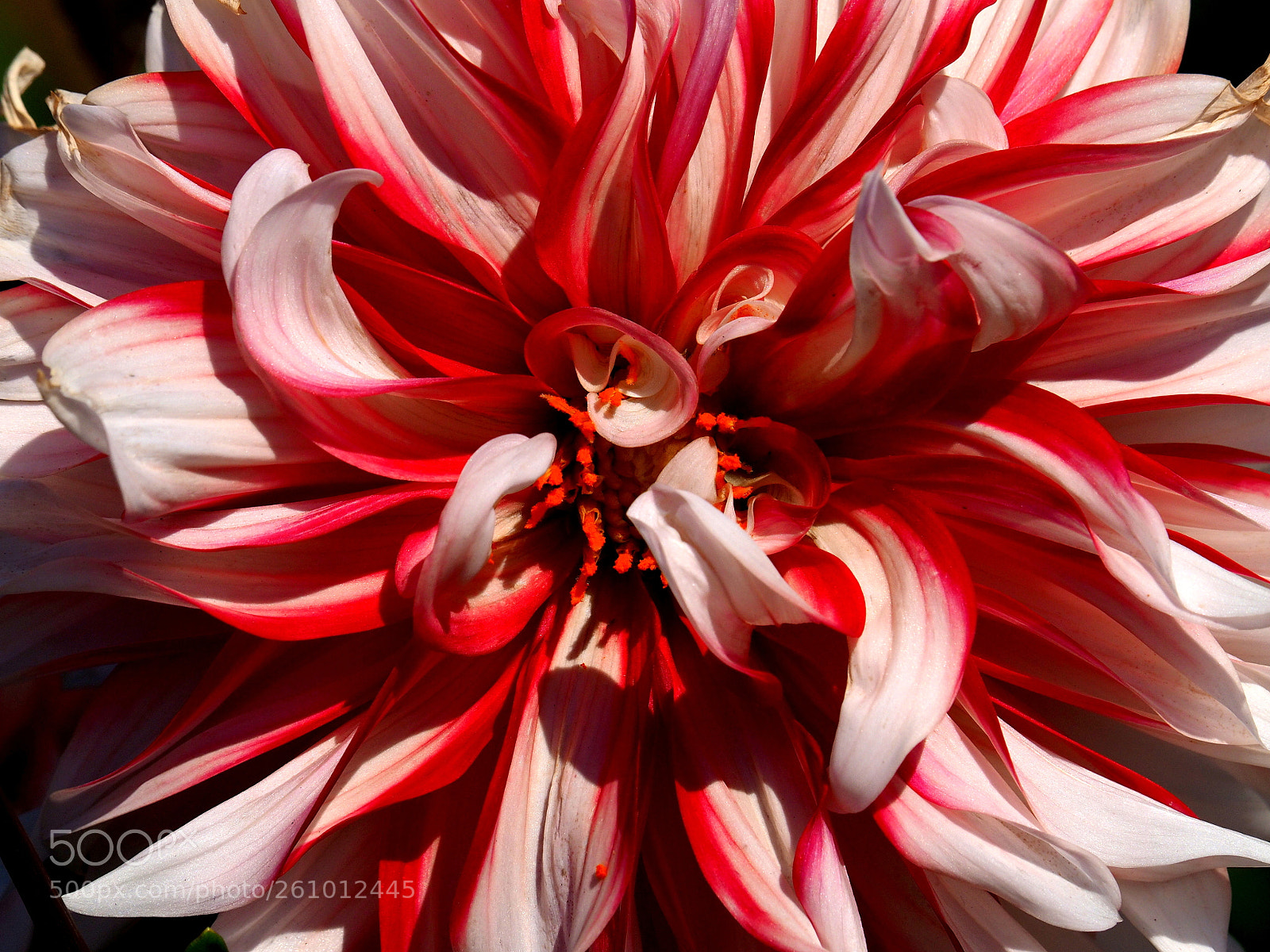 Olympus OM-D E-M1 sample photo. Red and white photography