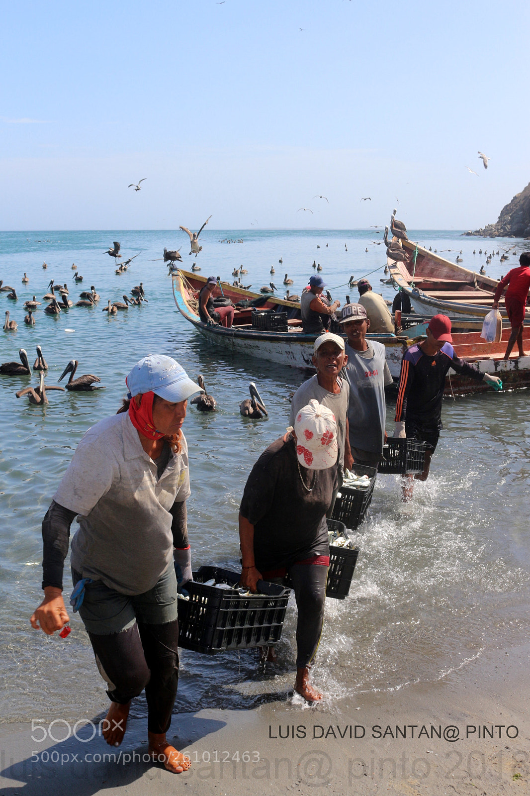 Canon EOS 700D (EOS Rebel T5i / EOS Kiss X7i) sample photo. The sardines arrived photography