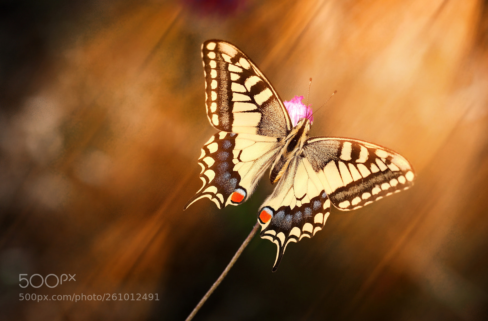 Nikon D610 sample photo. Golden light photography