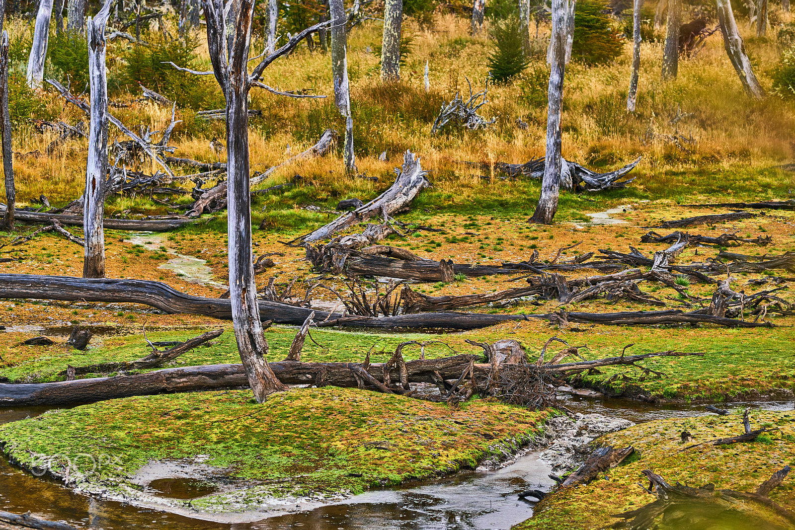 Sony a99 II sample photo. Broken trees and broken branches on the site of beaver dams in the tierra del fuego national... photography