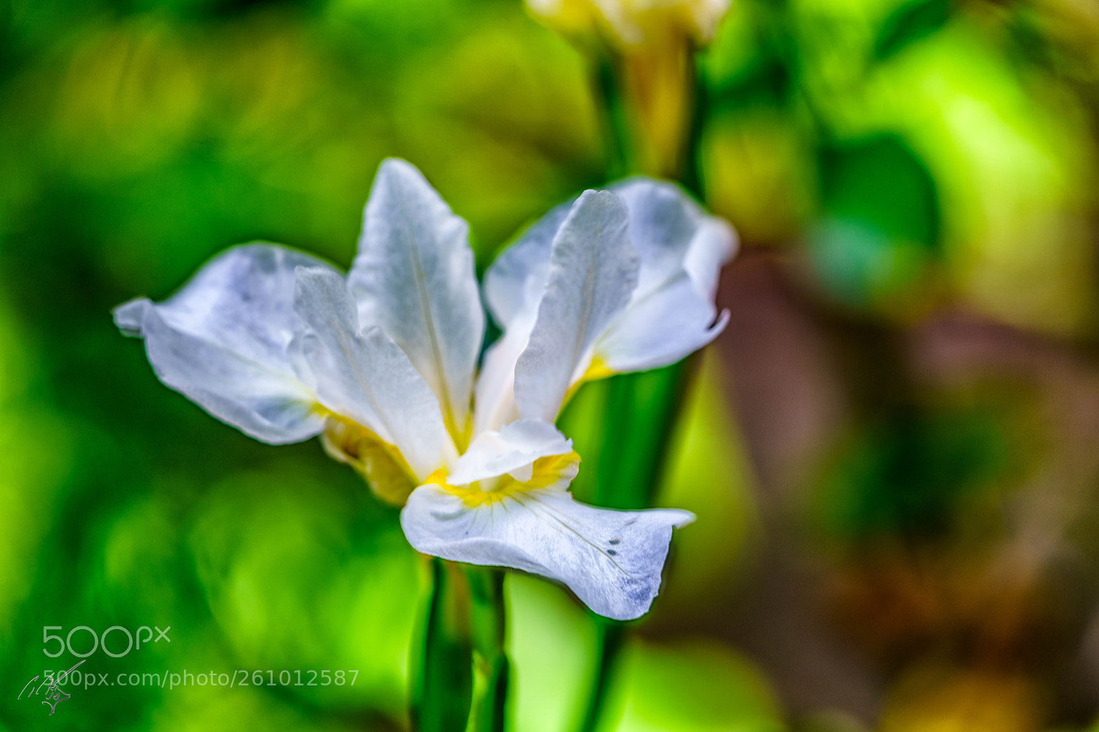 Sony a7R II sample photo. Iris jun photography