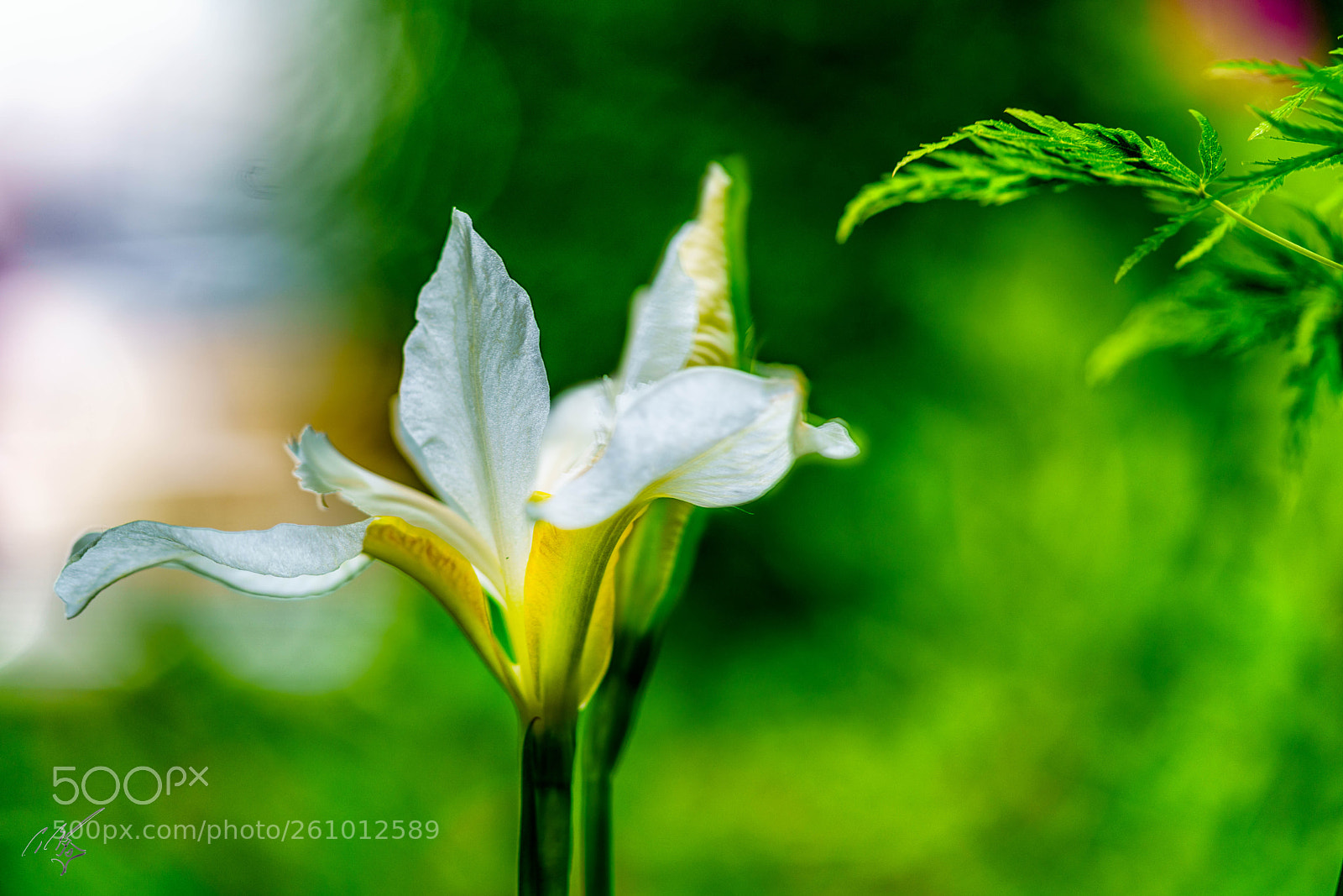 Sony a7R II sample photo. Iris jun photography