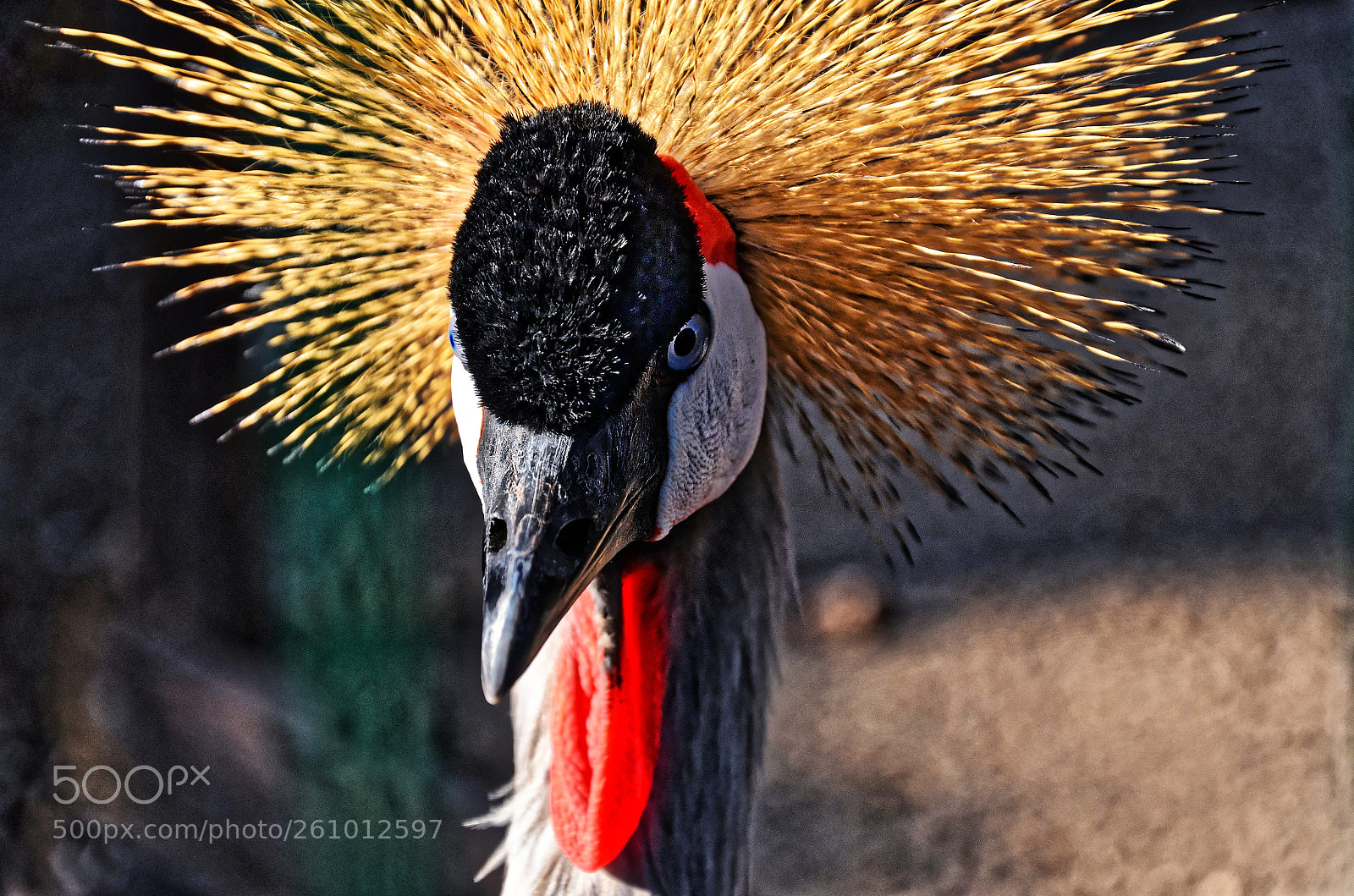 Nikon D7000 sample photo. Crane photography