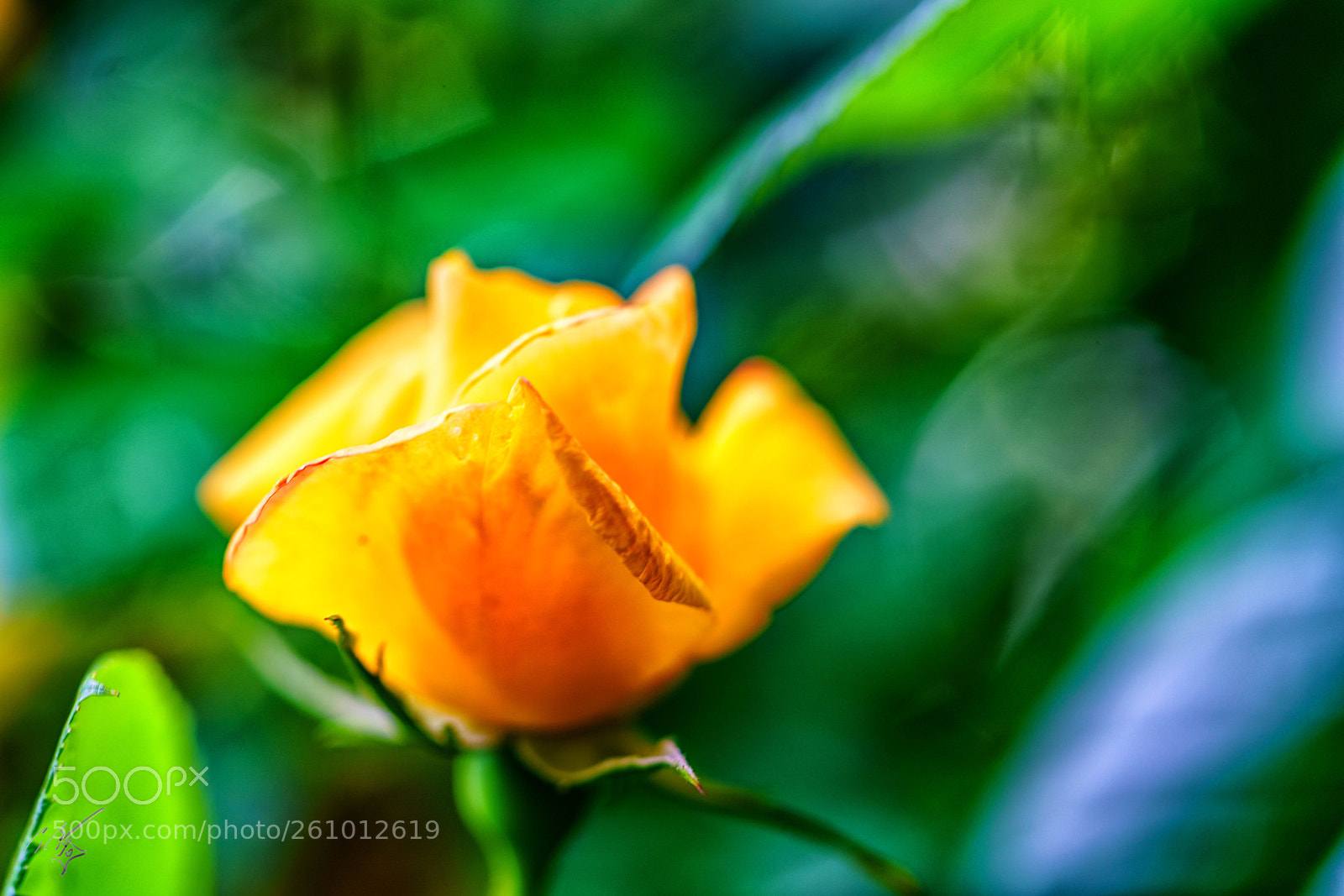 Sony a7R II sample photo. Yellow rose jun photography