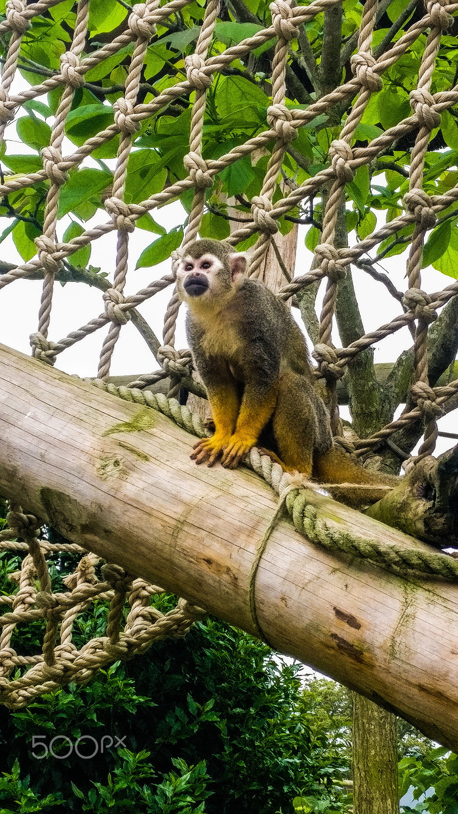 OnePlus A3003 sample photo. Monkey photography