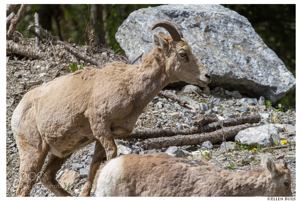 Canon EOS 7D sample photo. Canada 2018 photography